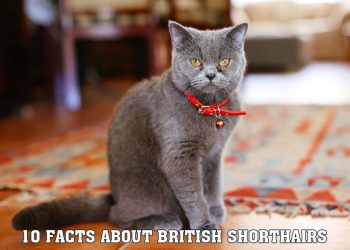 10 Facts About British Shorthairs That Will Make You Love Them More