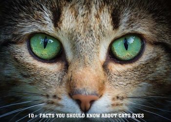 10 Facts You Should Know About Cats Eyes
