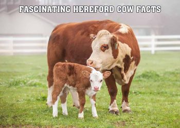 10 Fascinating Hereford Cow Facts
