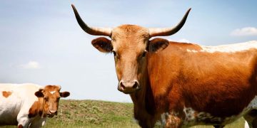 10 Fun Facts About Texas Longhorn Cattle