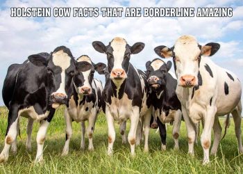 10 Holstein Cow Facts That Are Borderline Amazing