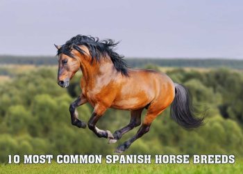 10 Most Common Spanish Horse Breeds