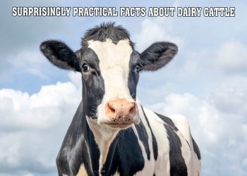 10 Surprisingly Practical Facts About Dairy Cattle