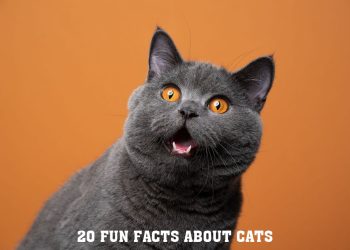 20 Fun Facts About Cats