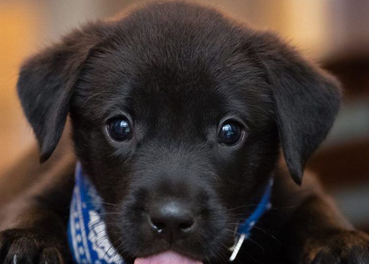 9 Ways To Choose the Right Name for Your Puppy