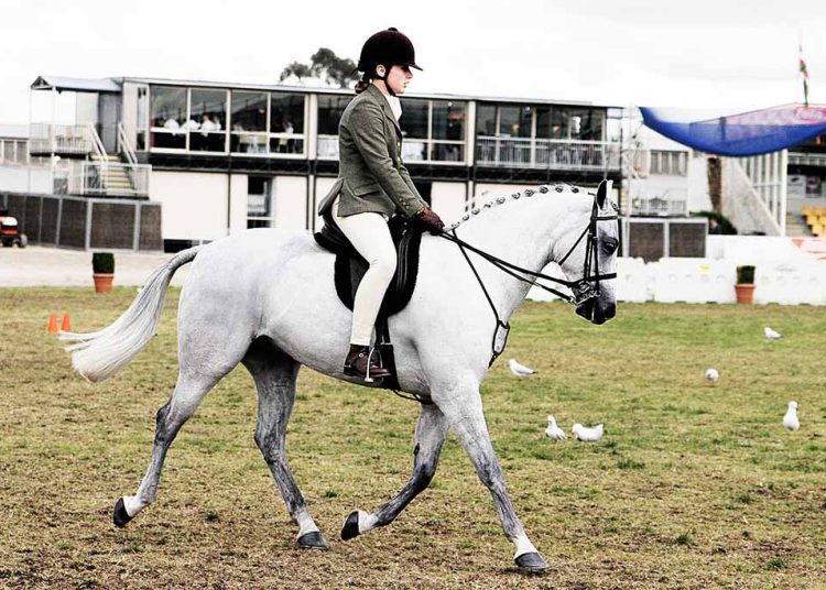 Australian Horse Breeds Australian Pony