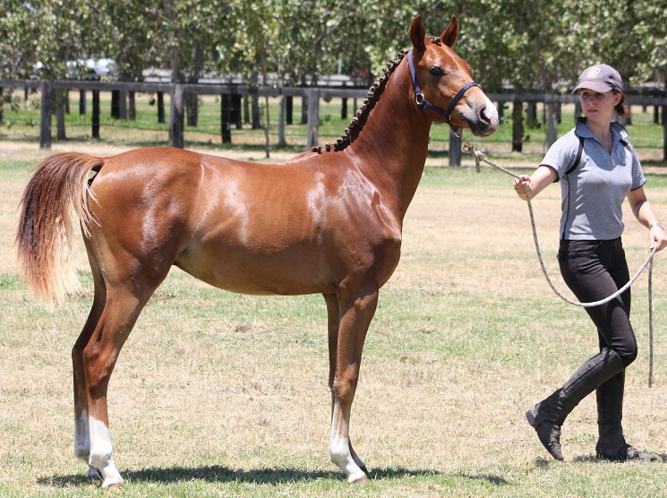 Australian Riding Pony