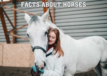 Fascinating Facts About Horses That Youll Love