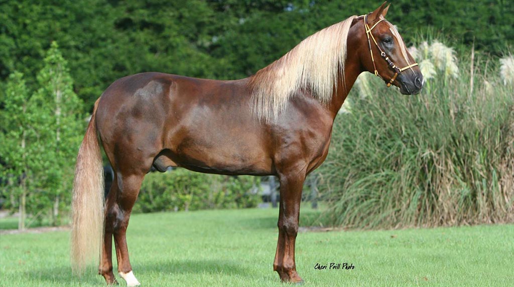 Paso Fino Horse