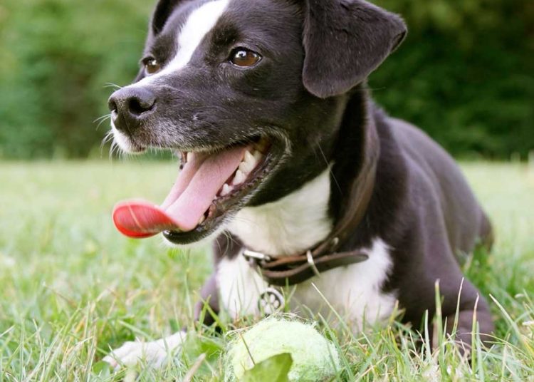 Potential reasons behind Dog Breath