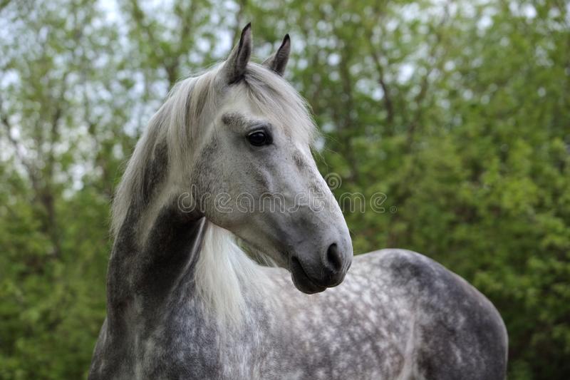 Pure Spanish Horse