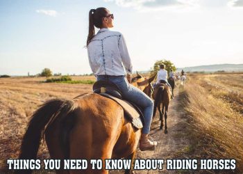 Things You Need To Know About Riding Horses