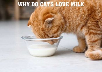 Why Do Cats Love Milk