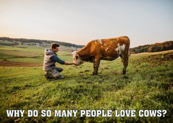 Why Do So Many People Love Cows